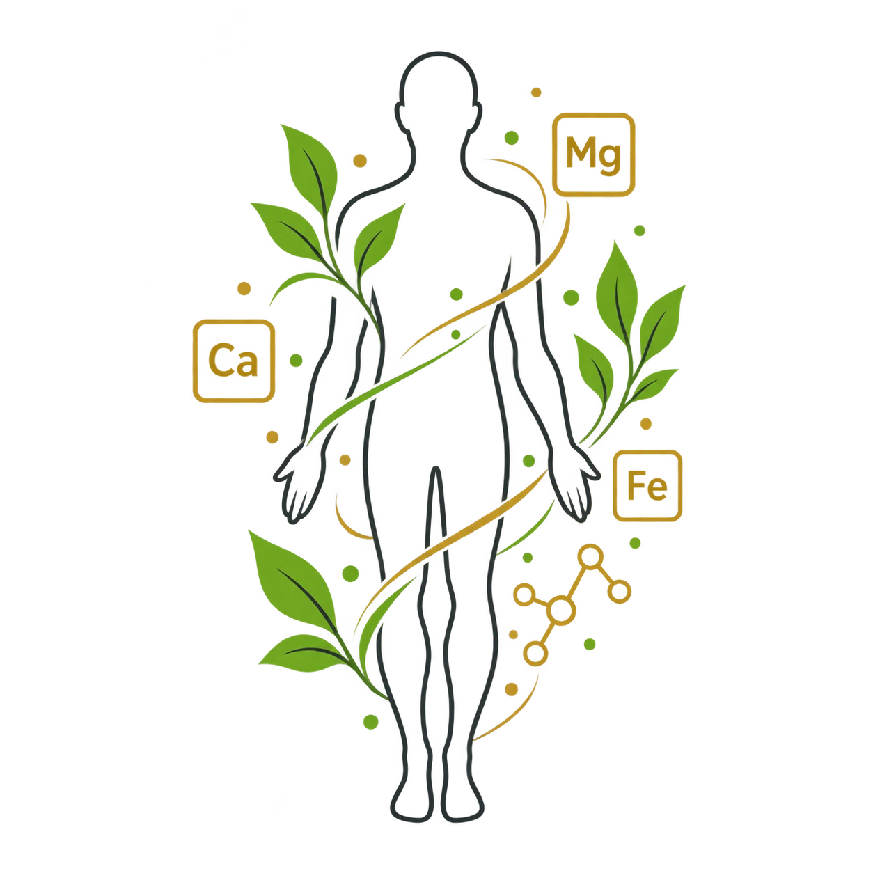 Translucent human figure filled with herbs, roots and fruits